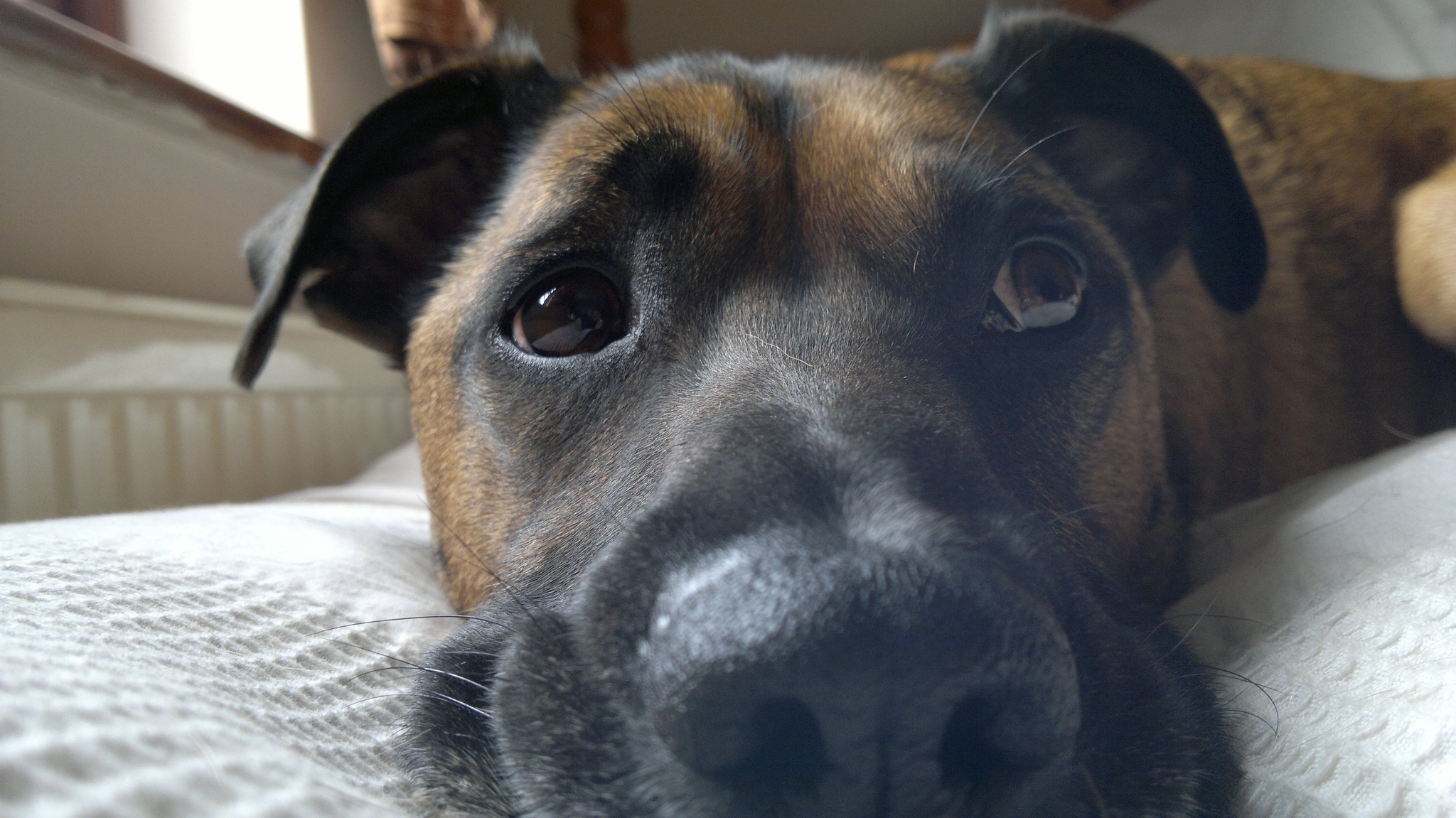 Training Methods Archives - Page 4 of 7 - The Modern Dog ...