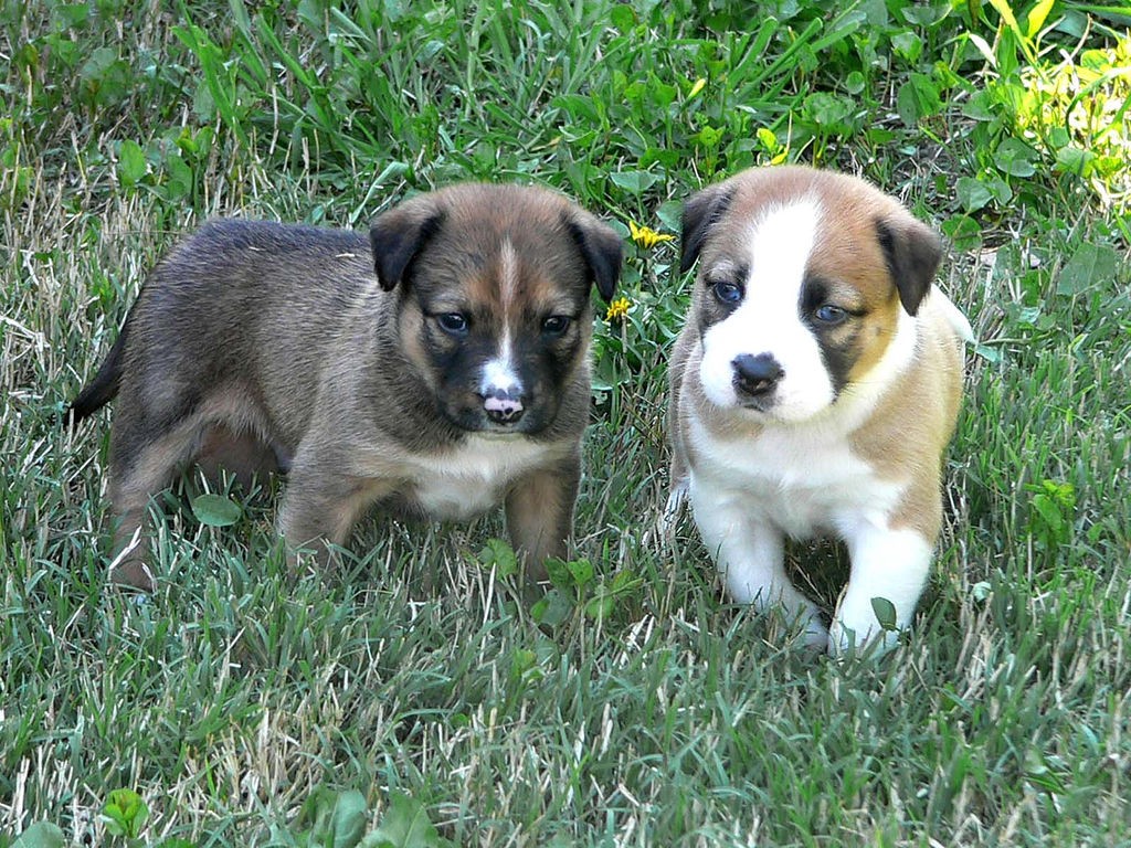 Dog Training - Dog Training and Dog Behavior Management How To Socialize Puppies Before Getting Them Fully Vaccinated