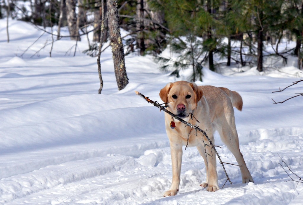dog pica definition dog pica definition