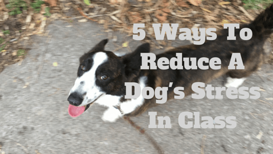5 Ways To Reduce A Dog's Stress In Class-min