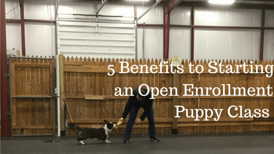 Open Enrollment Puppy Class