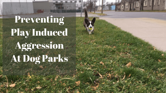 Preventing Play Induced Aggression At Dog Parks