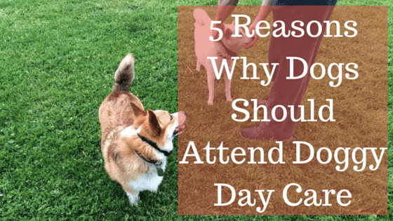 5 Reasons Why Dogs Should Attend Doggy Day Care