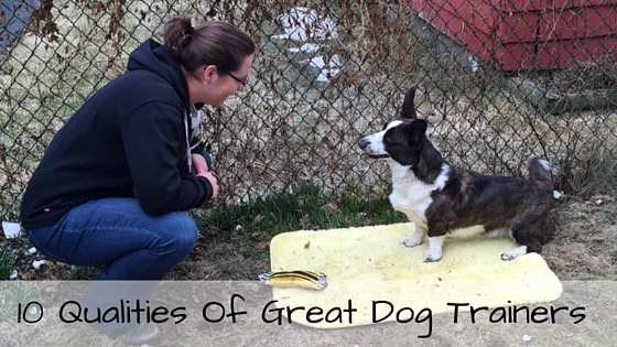 10 Qualities Of Great Dog Trainers-min
