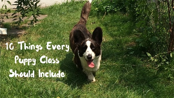 10 Things Every Puppy Class Should Include-min