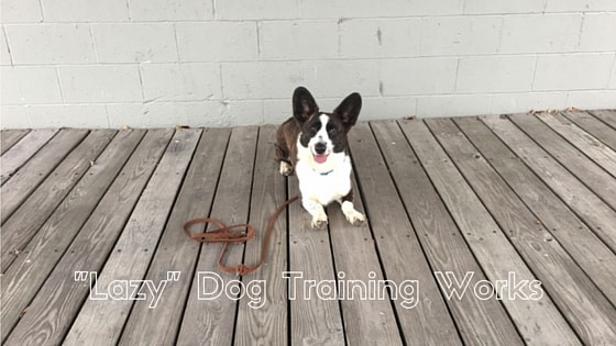 _Lazy_ Dog Training Works-min