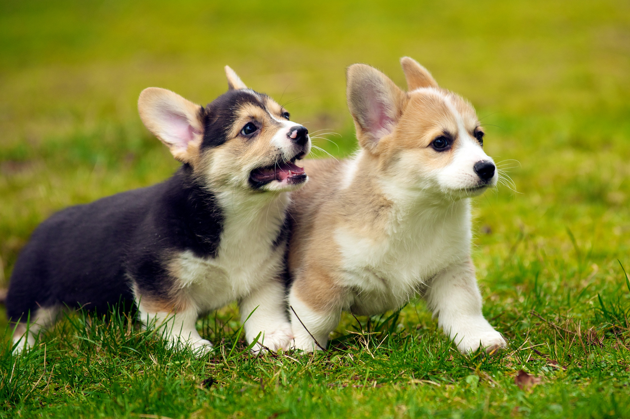 10 Things Puppy Classes Include- The Modern Dog Trainer
