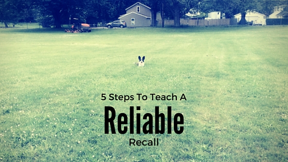 5 Steps To Teach A Recall