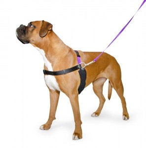Best Dog Harnesses for Training