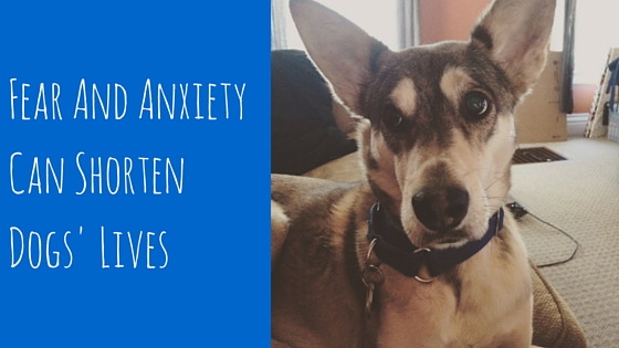 Fear And Anxiety Can Shorten Dogs' Lives