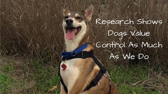 Research Shows Dogs Value Control As Much As We Do-min