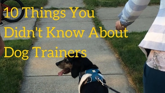 things you didn't know about dog trainers