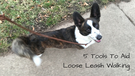 5 Tools To Aid Loose Leash Walking