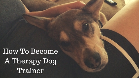 How To Become A Therapy Dog Trainer