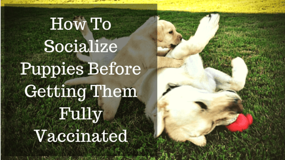 socialize puppies