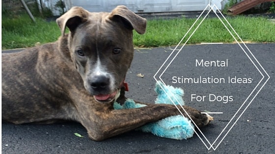 Mental stimulation for dogs: 5 ideas 