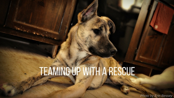 teaming up with a rescue as a dog trainer