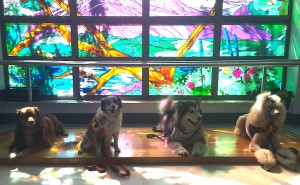 Dog group in front of a stained glass window