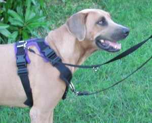 Jaime posing in the Perfect Fit Harness