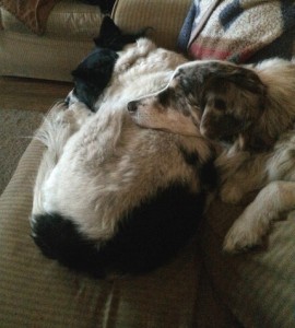 Paisley and Shira sharing space on the sofa. 
