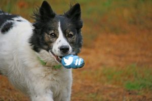 Dog Social Media