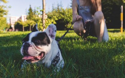 Common Obstacles to Starting a Dog Training Business