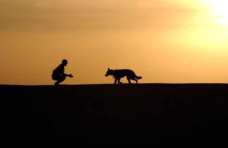 liabilities as a dog trainer