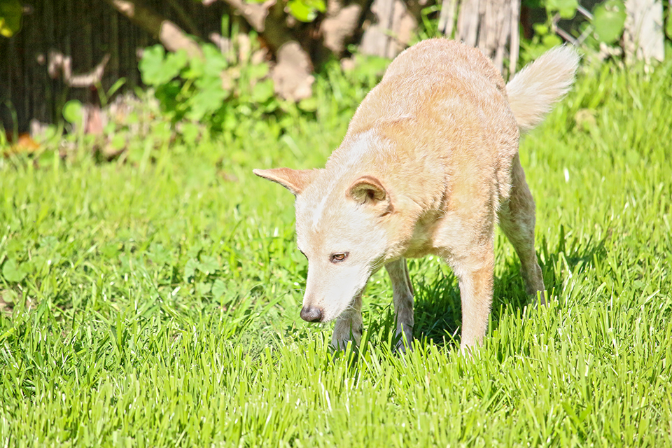 Why Dog Potty Training Fails: Helping Your Clients Through The Mess