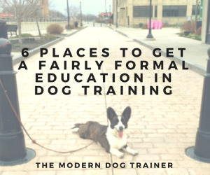 6 Places to Get a (Fairly) Formal Education In Dog Training