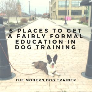 6 Places to Get a (Fairly) Formal Education In Dog Training
