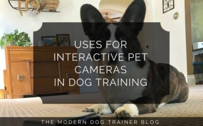 Uses for Interactive Pet Cameras in Dog Training