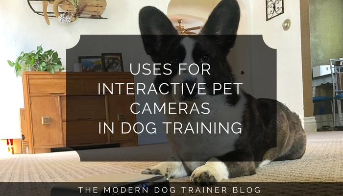 Uses for Interactive Pet Cameras in Dog Training