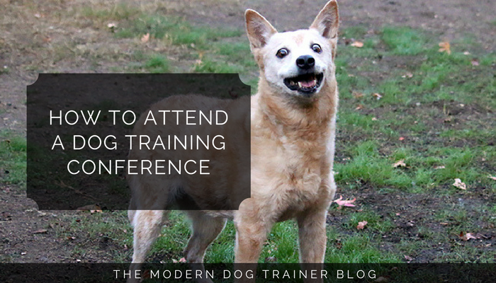How to Attend a Dog Training Conference