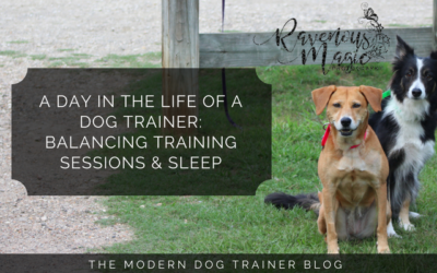A Day In The Life Of A Dog Trainer: Balancing Training Sessions & Sleep