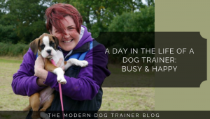 A Day In The Life Of A Dog Trainer: Busy & Happy