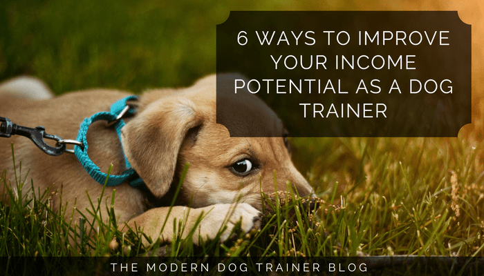 6 Ways To Improve Your Income Potential As A Dog Trainer