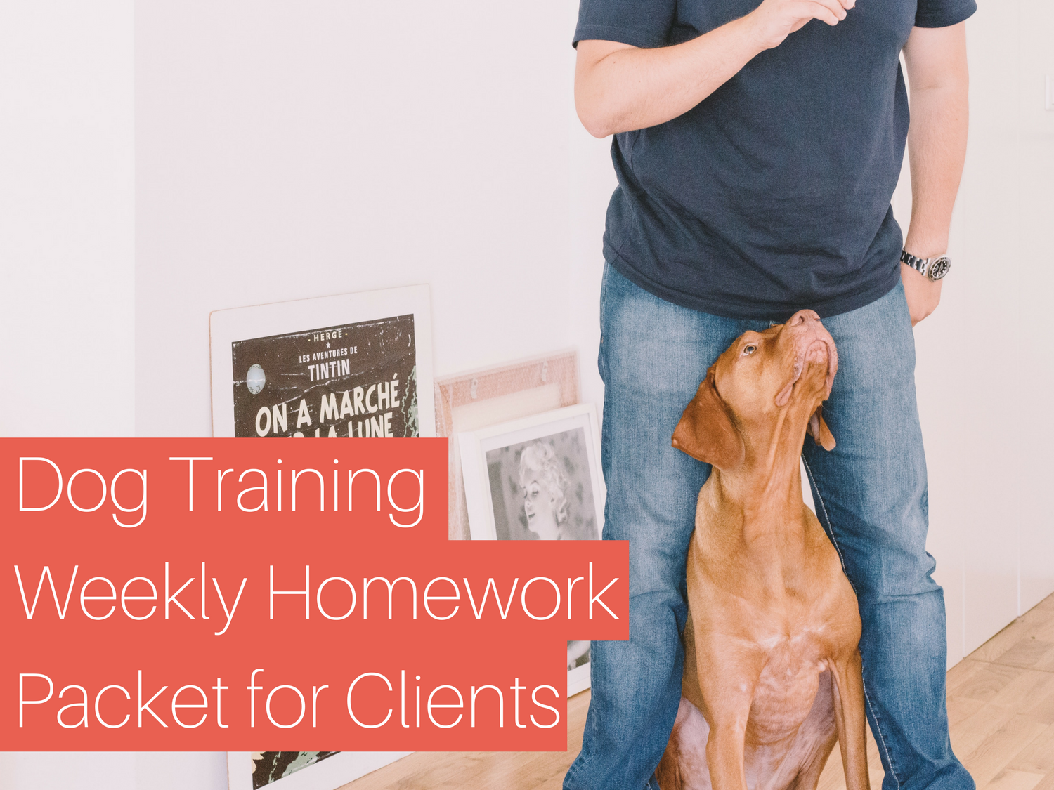 dog training business plan template