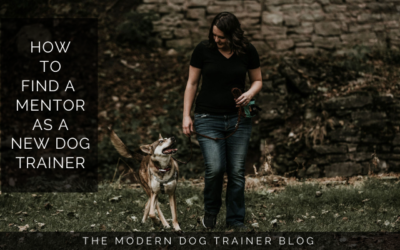How to Find a Mentor as a New Dog Trainer
