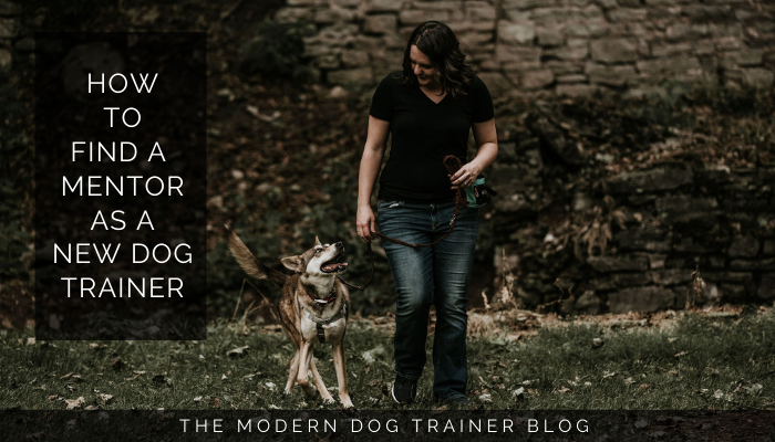 How to Find a Mentor as a New Dog Trainer