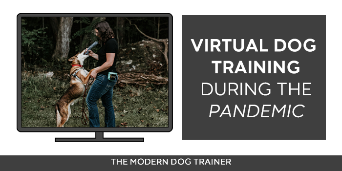 Virtual Dog Training During the Pandemic