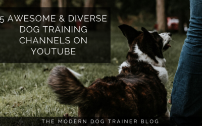 5 Awesome & Diverse Dog Training Channels on YouTube