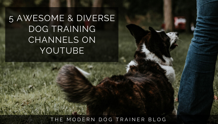 Weg In de genade van Een zin 5 Awesome & Diverse Dog Training Channels on YouTube - The Modern Dog  Trainer