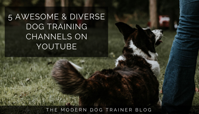 5 Awesome & Diverse Dog Training Channels on YouTube