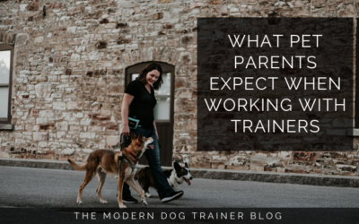What Pet Parents Expect When Working with Trainers