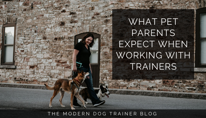 What Pet Parents Expect When Working with Trainers